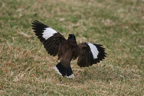 Avise's Birds of the World