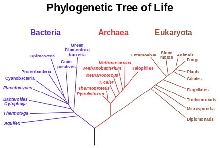 Multicellular Organisms | Definition, Pictures & Examples - Lesson ...