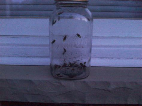 Jar of Flies by Captain-Obvious26 on DeviantArt