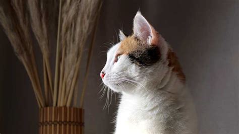 What Are Covid Symptoms In Cats?