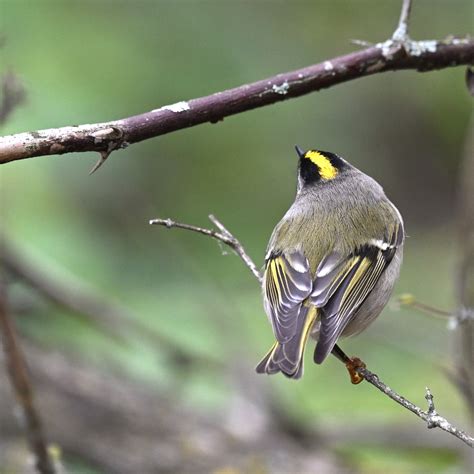 The Return of the Kinglet - Birding, PI