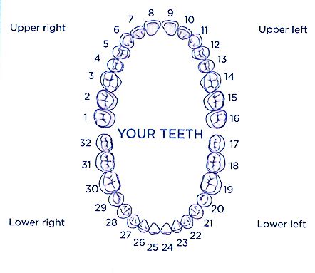 Dental Diagram With Tooth Numbers