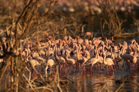 Lesser Flamingos at Lake Bogoria in the Morning, Kenya Stock Photo ...