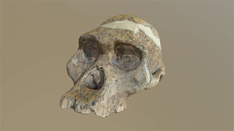 Australopithecus Africanus' skull (Mrs. Ples) - Download Free 3D model ...