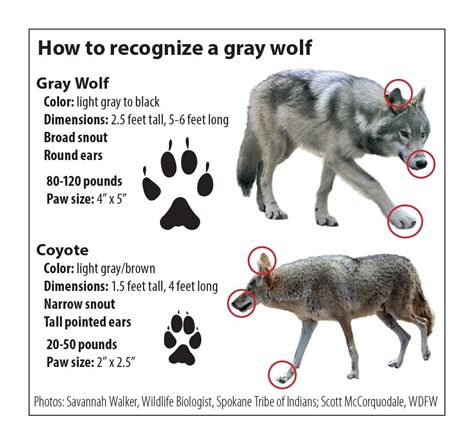 Wolf identification | Washington Department of Fish & Wildlife