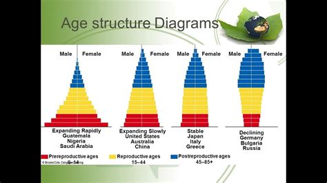 Population Age Structure and Population Pyramid - YouTube