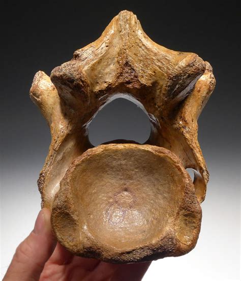 WOOLLY RHINO FOSSIL VERTEBRA RHINOCEROS FOSSILS BONES