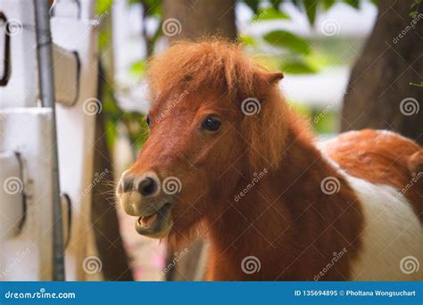 The Dwarf Horse is on a Farm within the Forest Park. Stock Image ...