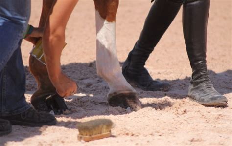 Hoof Care: What Works - The Plaid Horse Magazine