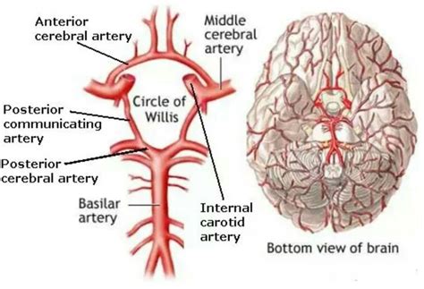 Circle of Willis | Medioevo