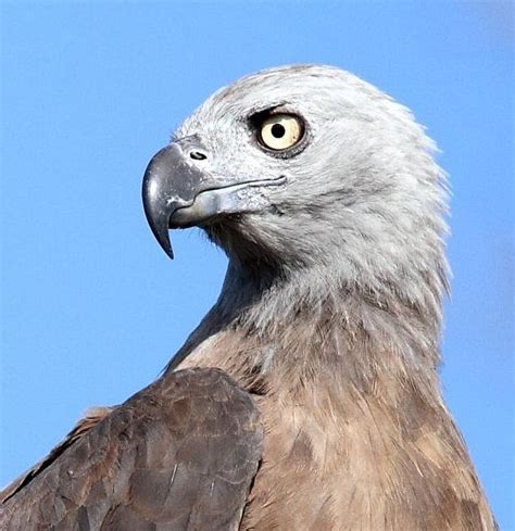 Grey-headed Fish Eagle (Icthyophaga ichthyaetus) | Birds of prey ...