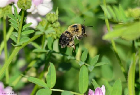 Bumblebee, showing pollen sacs. | Insects, Invertebrate, Bumble bee