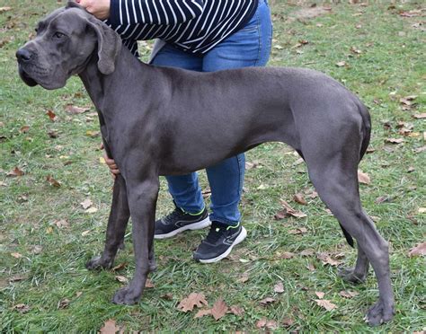 Great Dane Information & Dog Breed Facts | Dogell.com