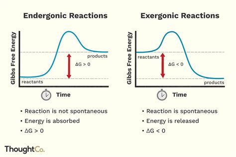 Endergonic vs Exergonic Reactions and Processes