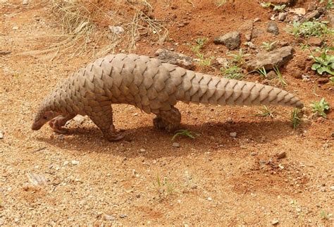 50 Interesting Pangolin Facts You Have to Know About | Facts.net