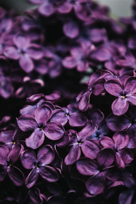 Lilac, flowers, macro, purple, HD phone wallpaper | Peakpx