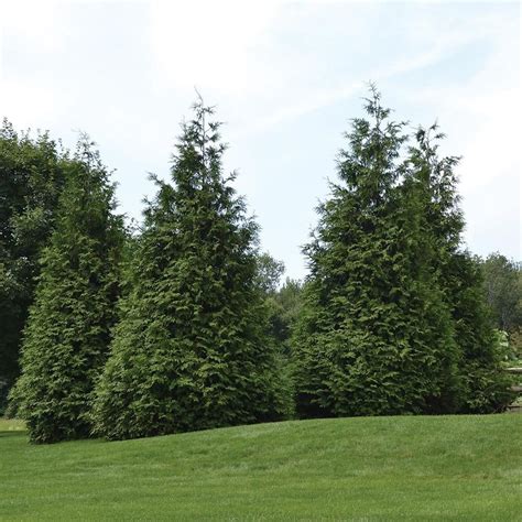 Evergreen Trees & Shrubs | White Flower Farm