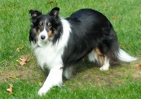 CISR - Sheltie Colors