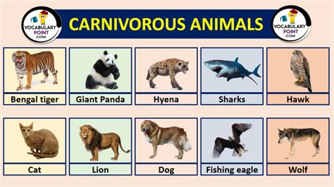 List Of Carnivorous Animals With Pictures - Vocabulary Point