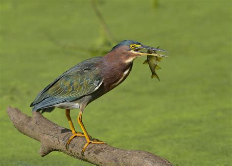 Bird of the Week: Green Heron – Travis Audubon