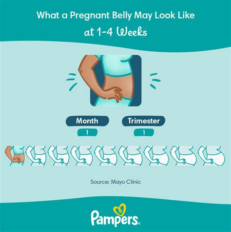 Stages Of Pregnancy Week By Week Symptoms