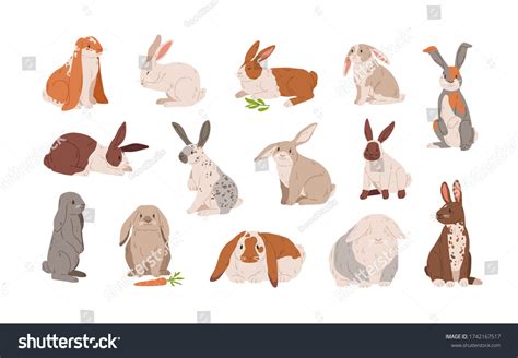 Set Different Breed Cute Realistic Rabbits Stock Vector (Royalty Free ...