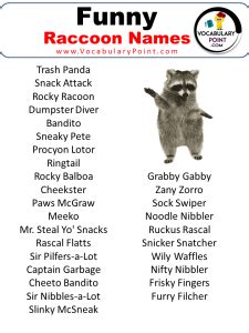 500+ Best Raccoon Names (Cute, Pet, Male & Female) - Vocabulary Point