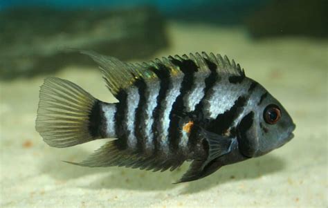 Convict Cichlid 101: Care, Tank Mates, Size & Breeding