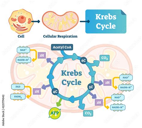 Krebs Cycle Vector Illustration Cellular Respiration Labeled Outline ...