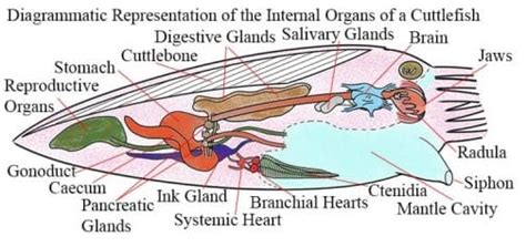 Cuttlefish Anatomy 101: A Look Inside [2023]