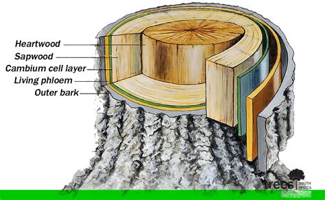 Anatomy Of Tree - Anatomy Book