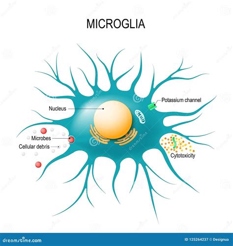 Glial Cells Diagram