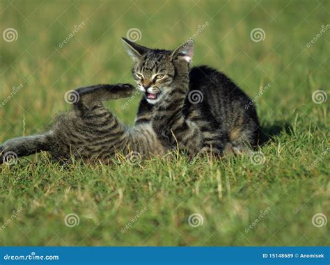 Kittens in the fight stock image. Image of garden, kitten - 15148689