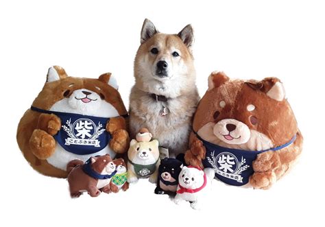 Shiba Inu Plush Toys - My First Shiba Inu