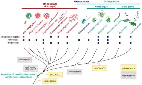 Life cycle and functional genomics of the unicellular red alga ...