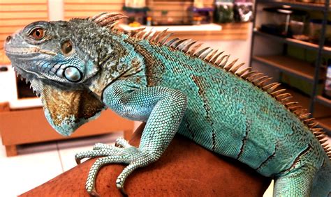 Blue Iguana Pet Store - Petspare