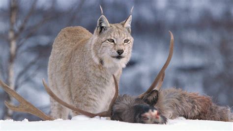 Lynx's diet and hunting behaviour - Suurpedot.fi