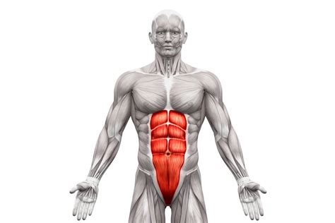 27 Best Oblique Exercises for Men | Man of Many