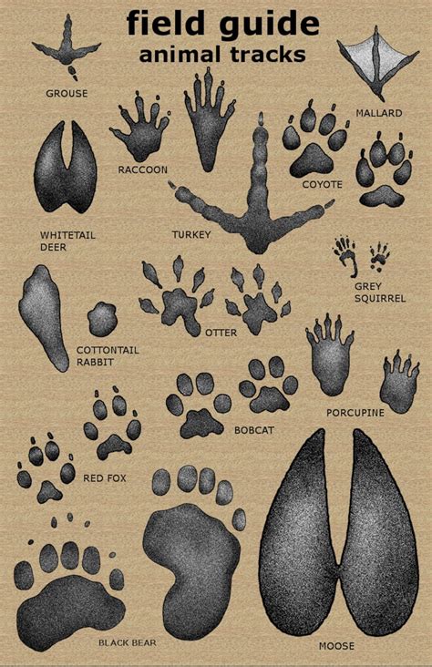 11 X 17 Animal Tracks Field Guide Poster - Etsy