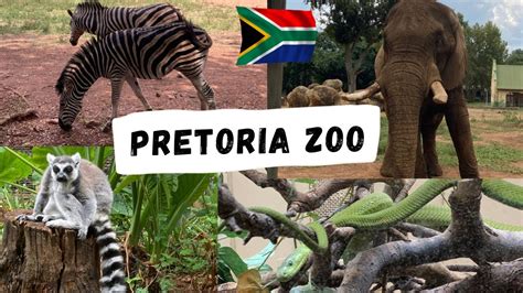 ≫ How Much Is Pretoria Zoo Entrance Fee - The Dizaldo Blog!