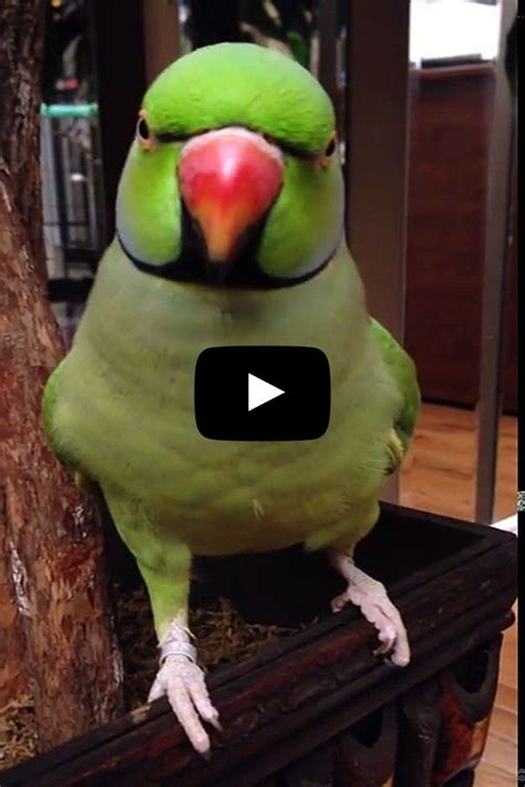 Cute Gif, Funny Cute, Talking Parrots, Funny Parrots, African Grey ...