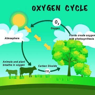 Aufbau Diagram For Oxygen