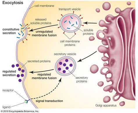 Golgi Apparatus Structure Drawing Newly synthesized glycoproteins are ...