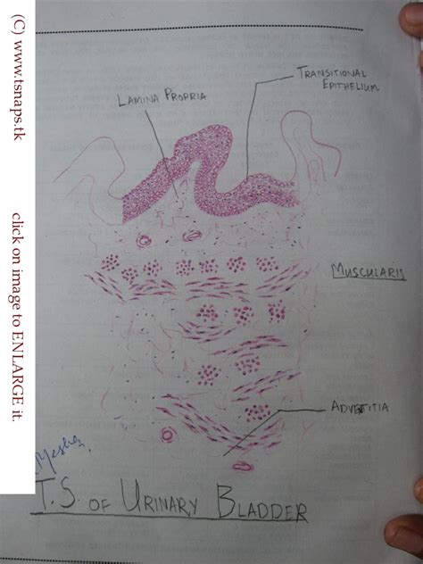 Histology Slides Database: histological diagram of transverse section ...