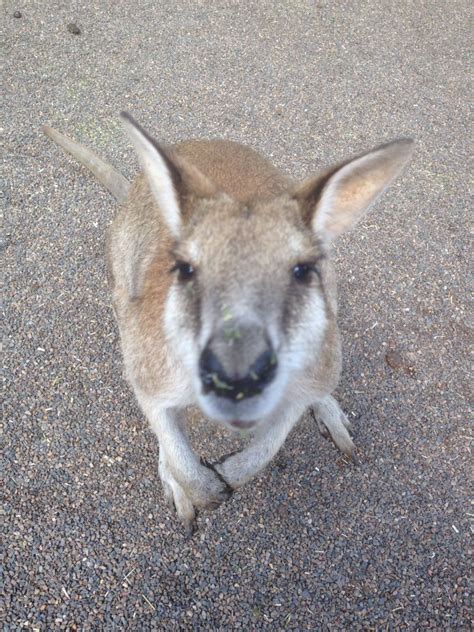 Agile Wallaby, Featherdale | Wildlife park, Wildlife, Koalas