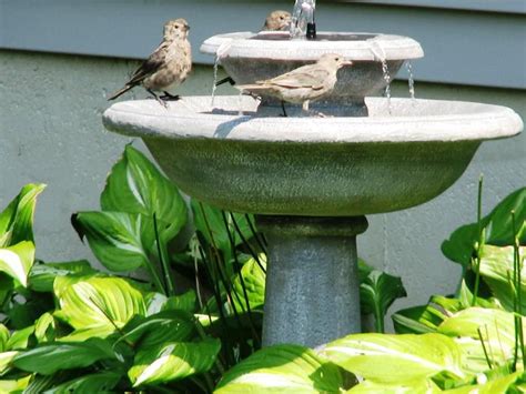 Diy Outdoor Bird Bath Fountain - Ideas 2022