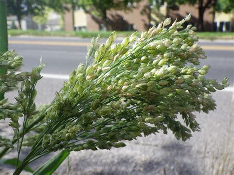 Panicum miliaceum | The exotic annual is found occasionally … | Flickr