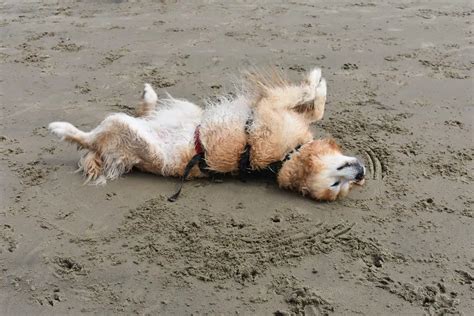 Saugeen Shores To Revisit Rules For Dogs On Beaches | Bayshore ...