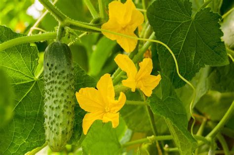 Cucumber Flowers Male vs Female - Back Gardener