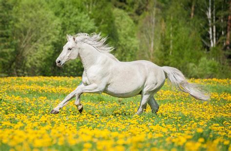 Beautiful White Horse Running – WallMonkeys.com